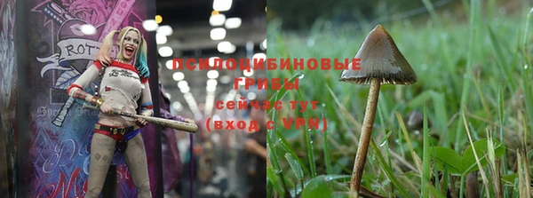 шишки Абаза